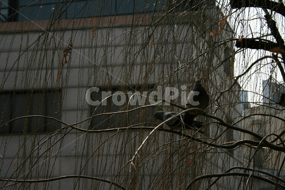 비둘기,한쌍,조류,새,나뭇가지,다정,동물,animal,조류,새,birds