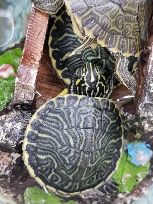 거북이,청거북이,애완동물,바다,수족관