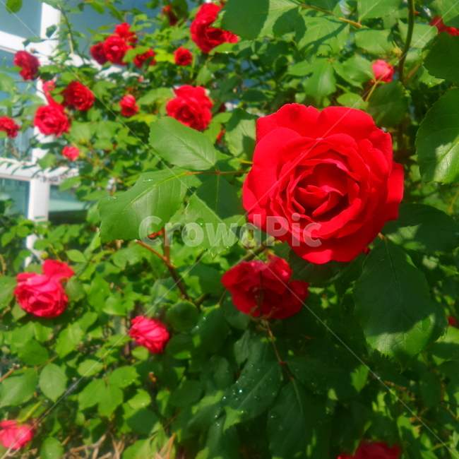 rose,장미,plant,식물,blossom,꽃