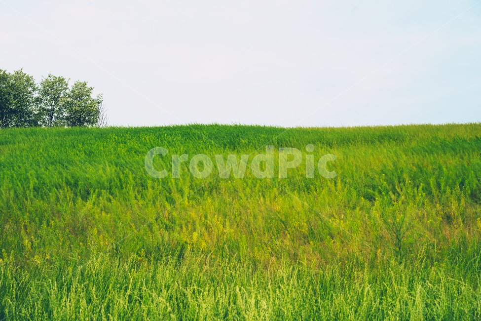 꽃,풀,들판,대지,푸르름,꽃밭,자연,자연,풍경,nature,landscape,grassland,목초지,outdoors,옥외,field,들,farm,농장,rural,농촌,meadow
