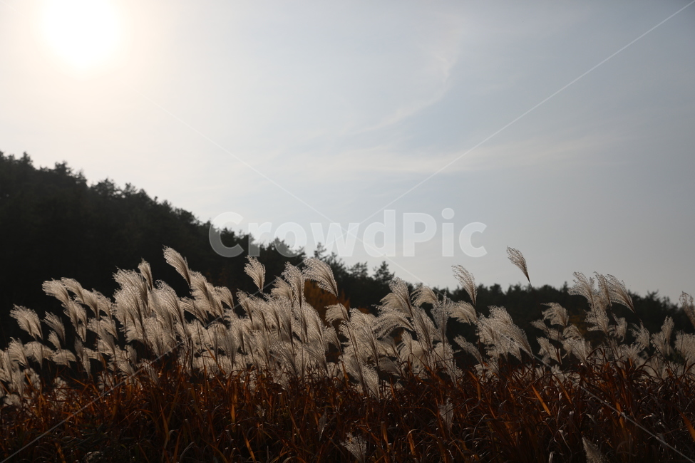 가을,억새,풍경,식물,자연,가을,계절,fall,autumn,season,자연,풍경,nature,landscape,grass,잔디,plant,lawn,reed,갈대
