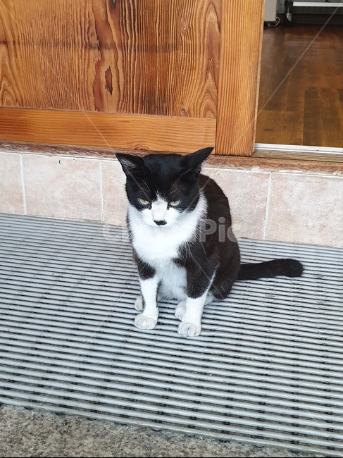 고양이,cat,턱시도고양이,순한고양이,cutecat