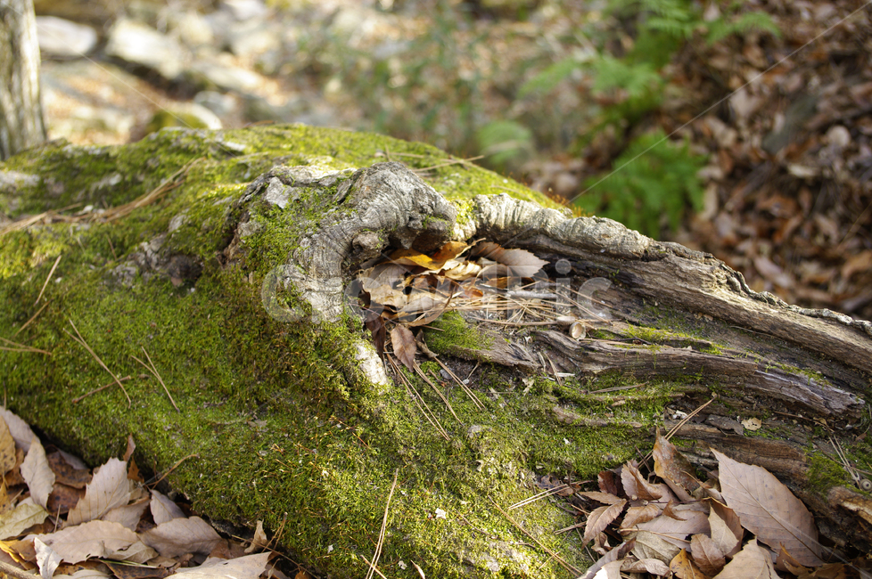 나무,식물,plant,낙엽,이끼,식물,자연,plants,nature,나무,trees,wood
