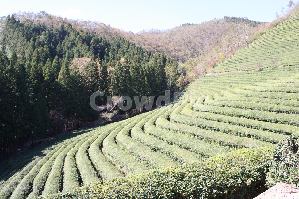 보성,녹차밭,보성녹차밭,자연풍경,산책,자연,풍경,nature,landscape,한국자연풍경,한국자연경관,korea nature landscape,산업,industry,industrial,농업,농사,agriculture,farming,farming industry,outdoors,옥외,rural,농촌,farm,농장