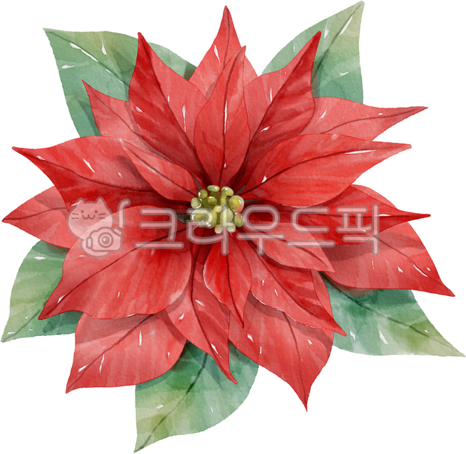 Art,Decorating a diary,Element,winter,poinsettia,drawing,christmas plants,graphic,art,floraldesign,hand drawing,floral design,png,leaf,flower,Dakku,watercolor,painting,christmas flowers,plant,illustration,Watercolor,design source