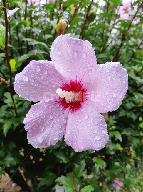 무궁화,꽃,비,싱그러움,산뜻함,정원,핑크,식물,자연,plants,nature,꽃,flower,비,비오는날,rain,rainy