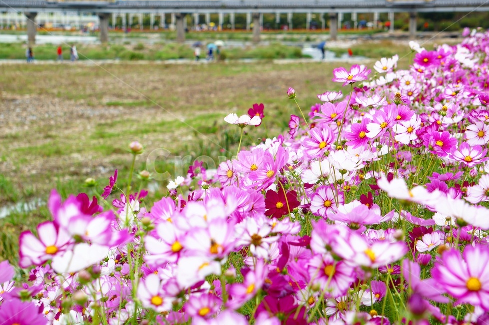 가을,풍경,코스모스,장성,황룡강,식물,자연,plants,nature,꽃,flower