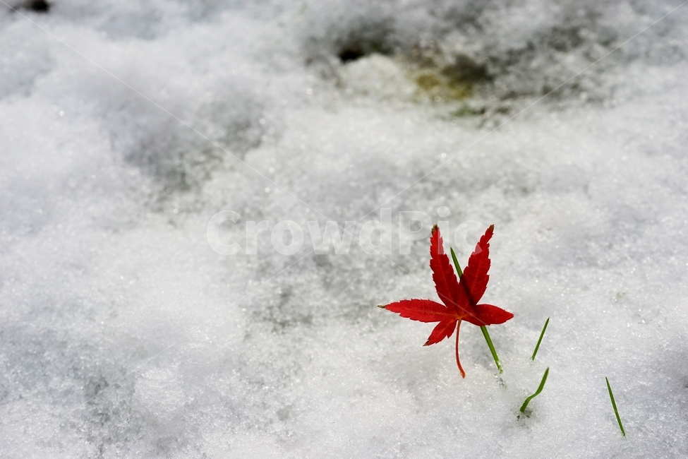 눈,첫눈,단풍잎,단풍,풀,겨울,계절,winter,season
