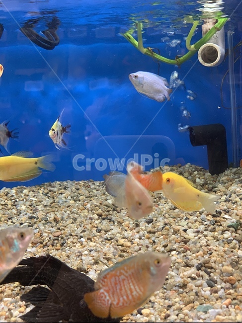 물고기,피쉬,어항,어항속물고기,열대어,동물,animal,어류,물고기,fish