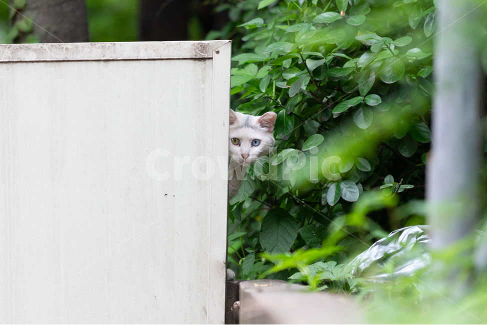 길냥이,고양이,cat,빼꼼,경계,오드아이,동물,animal,포유류,mammal,고양이,cat,kitten,kitty