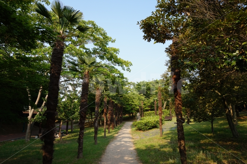공원,나무,자연,야자수,숲,길,PARK,녹색,초록색,GREEN,TREE,FOREST,자연,풍경,nature,landscape,여름,계절,summer,season,outdoors,옥외,garden,정원,arbour,정자