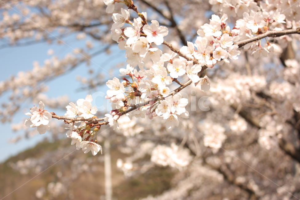 벚꽃,cherryblossoms,cherry,blossoms,봄,spring,감성사진,꽃놀이,나무,flower