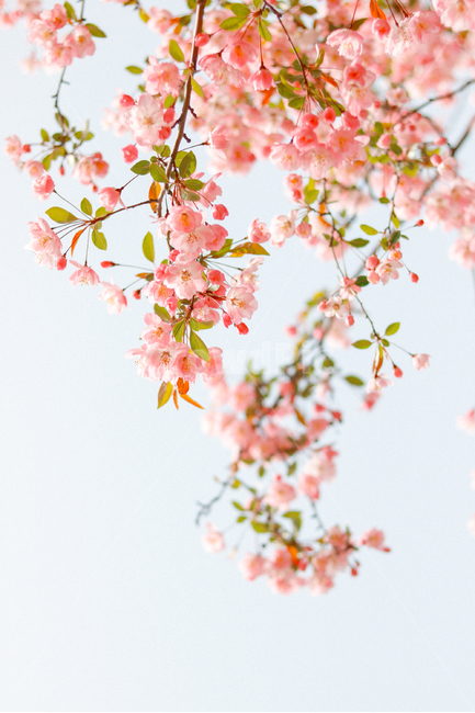 봄,벚꽃,꽃,분홍색,4월,핑크색,핑크,봄,계절,spring,season,식물,자연,plants,nature,꽃,flower,휴식,힐링,rest,relaxation,healing,색깔,색상,색채,색감,color sense,color sensitivity,feeling of color,plant,cherry blossom,blossom