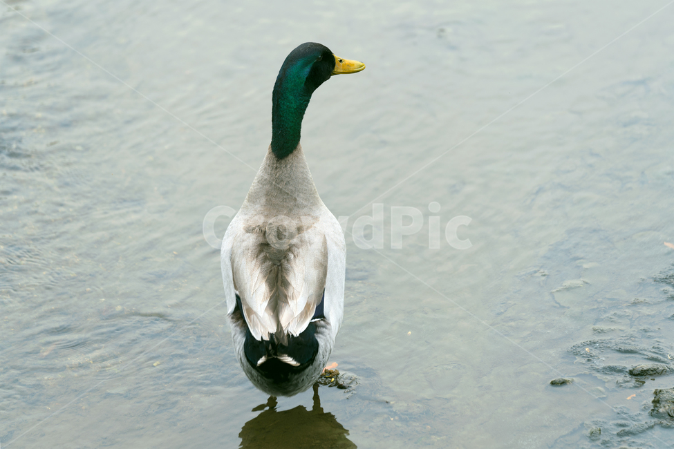 오리,새,조류,동물,철새,야생동물,자연,생태,생태계,bird,duck,animal,mallard,동물,animal,조류,새,birds