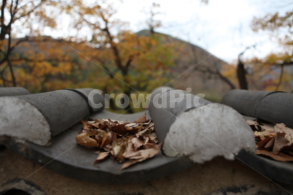 기와,가을,낙엽,산,나무,잎