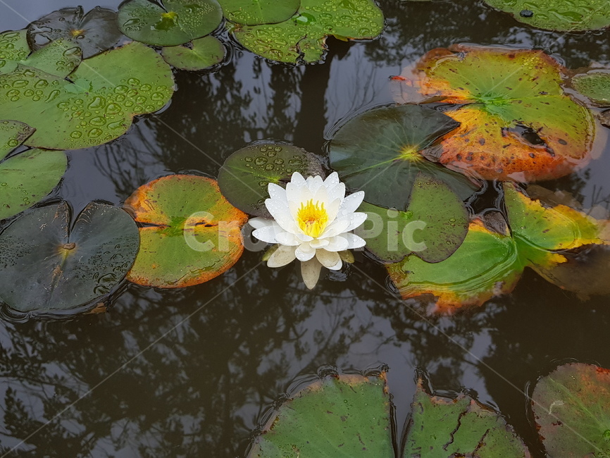 수련,수련꽃,꽃말청순한마음,nymphaeatetragona,여름꽃,잠자는연꽃,비오는날수련,연못수련,꽃