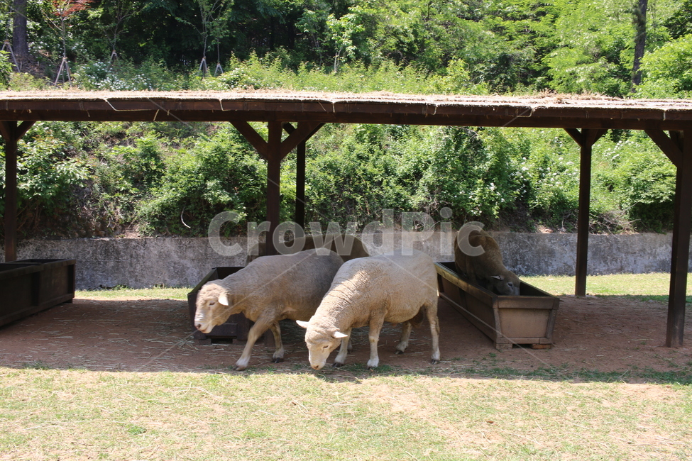 양,양떼목장,sheep,공원,동물,동물,animal,포유류,mammal,산업,industry,industrial,목축업,목장,livestock farming,ranching,pasture
