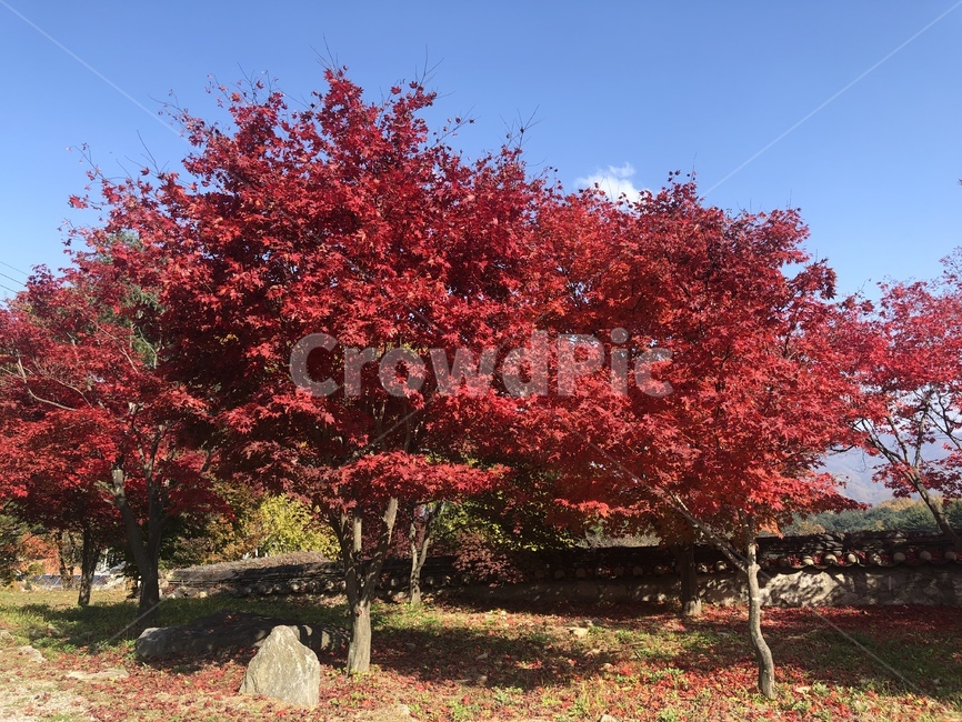 가을,나무,단풍,식물,fall,autumn,tree,plant,maple,가을,계절,fall,autumn,season