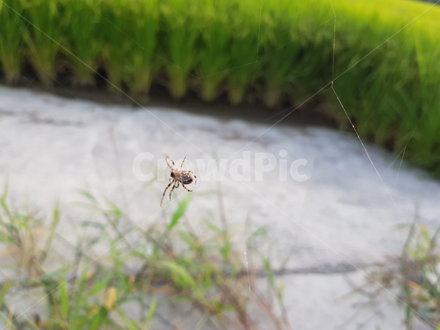 거미,자연,곤충,거미줄,논,곤충,벌레,insect,bug