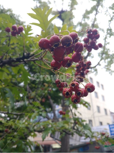 빨강,식물,나무,자연,빗방울,식물,자연,plants,nature,과일,열매,fruit