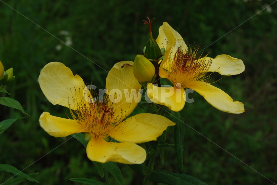 식물,꽃,야생화,여름,자연,식물,자연,plants,nature,꽃,flower