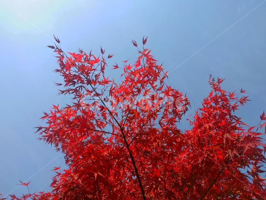 하늘,가을,단풍,sky,fall,maple