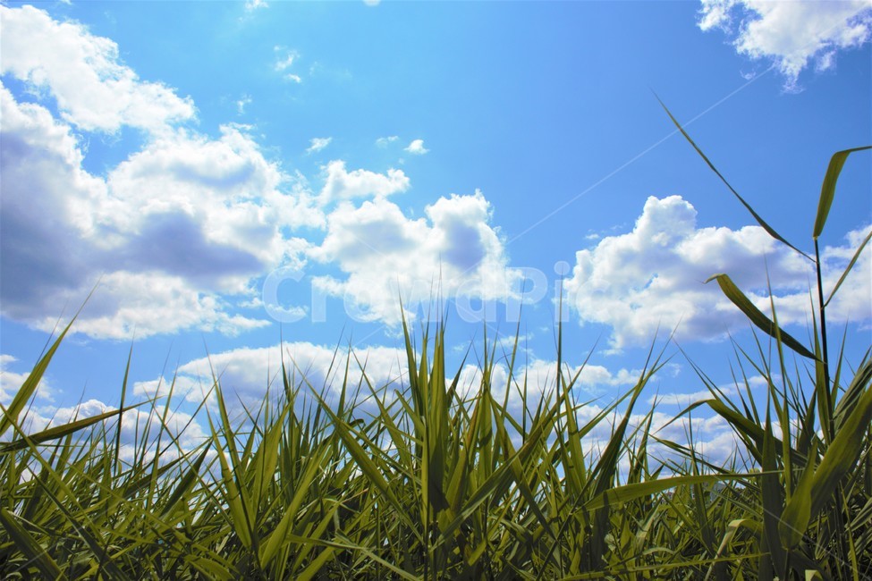 하늘,구름,풀,여름,자연,여름날씨,grass,녹색,파랑,흰색,colorful,blue,white,cloud,cloudy,sunny,배경,background,풍경,nature,landscape,시골,rural,색깔,색상,color