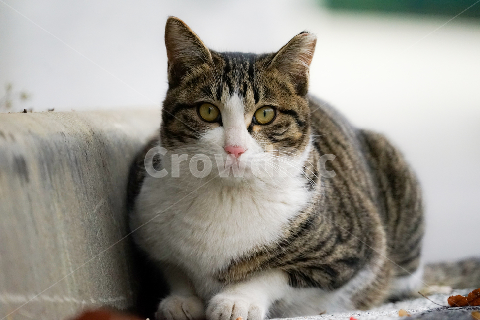 고양이,동물,포유류,길냥이,cat,animal,pet,동물,animal,포유류,mammal,고양이,cat,kitten,kitty