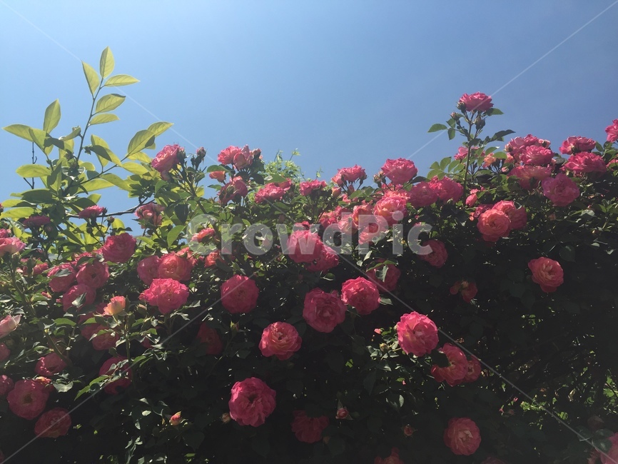 plant,식물,장미,blossom,꽃,flower,분홍색,핑크색,봄,핑크장미,분홍장미