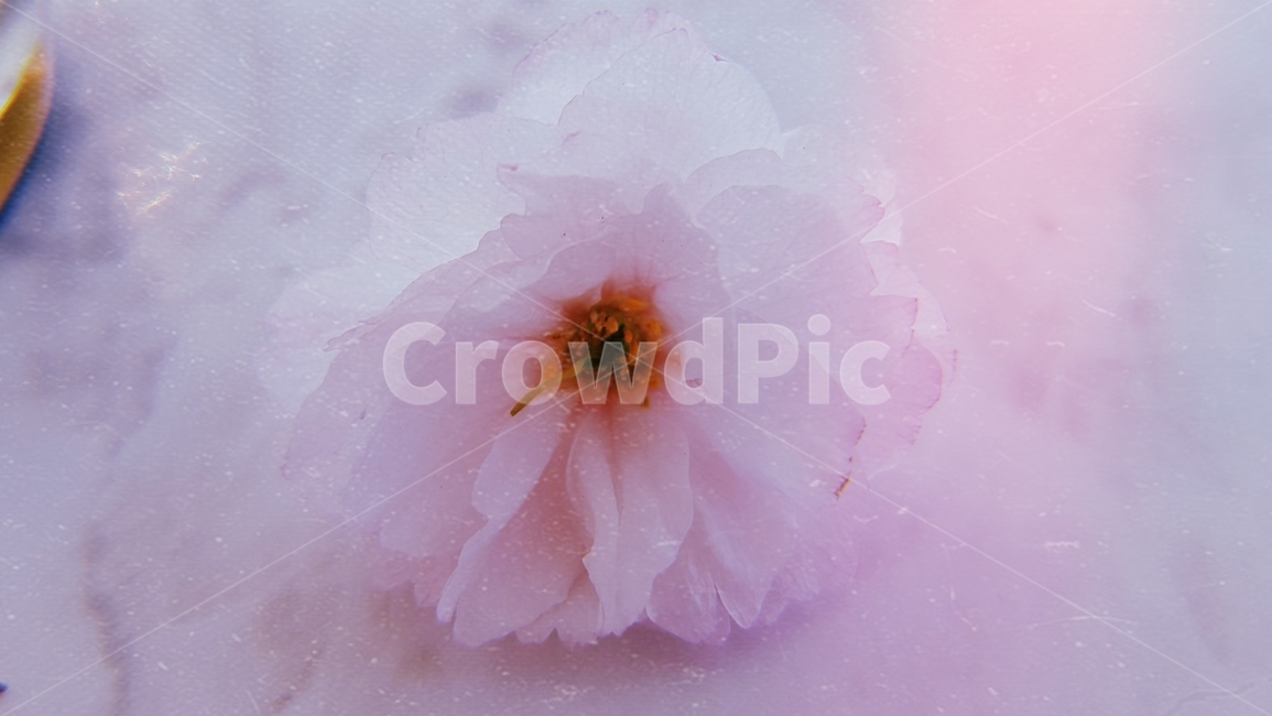 plant,식물,꽃,flower,blossom,벚꽃,나무,봄