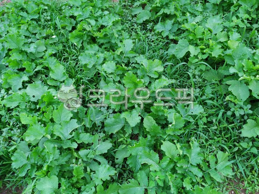 plant, 식물, vegetable, 채소, 야채, 사진,이미지,일러스트,캘리그라피 - 멸치사탕작가