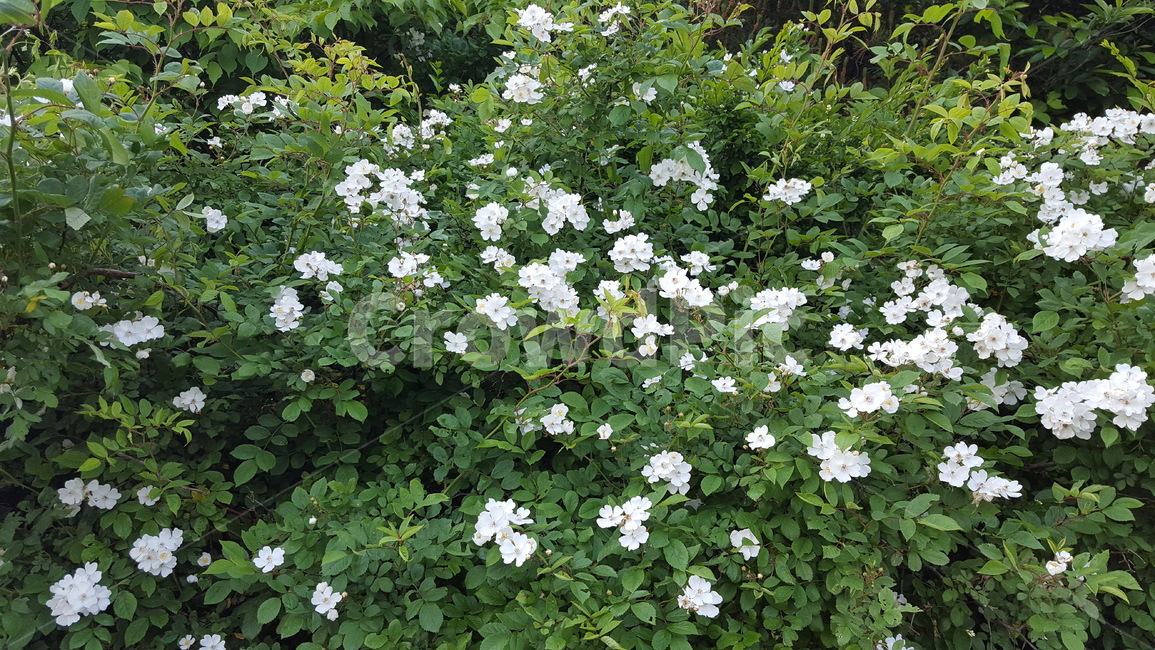 찔레꽃,꽃,흰꽃,여름꽃,군락,식물,자연,plants,nature,꽃,flower