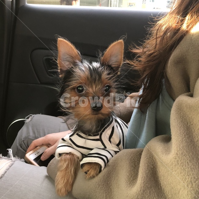 강아지,차안,반려견,요크셔테리어,동물,동물,animal,포유류,mammal,개,강아지,dog,doggy