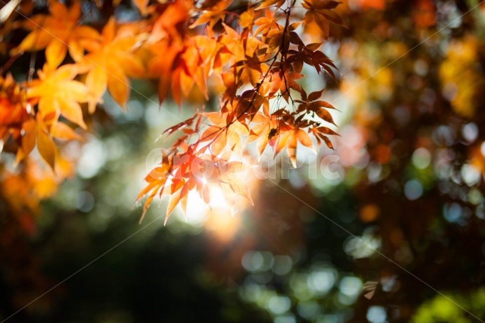 가을,단품,교토,빛망울,보케,역광,가을,계절,fall,autumn,season,식물,자연,plants,nature,감성,sensible,feeling,휴식,힐링,rest,relaxation,healing,leaf,잎,plant,tree,나무