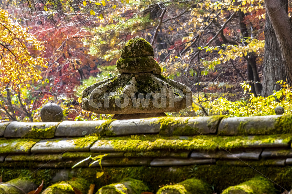 청평사,부도,묘탑,사리탑,이끼,moss,나무,기와,기와담장,가을,풍경,감성,식물,자연,한국전통,한국문화,korean traditional,korean culture
