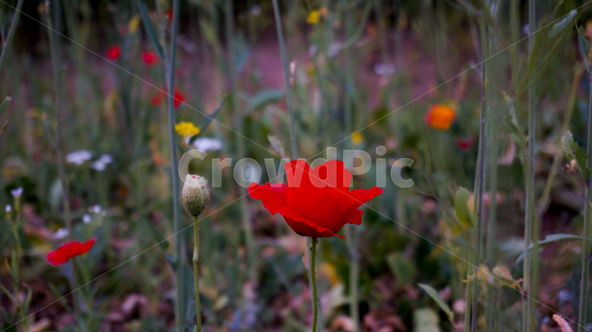 빨강,양귀비,들꽃,꽃,정원,빨간꽃,식물,자연,plants,nature,꽃,flower