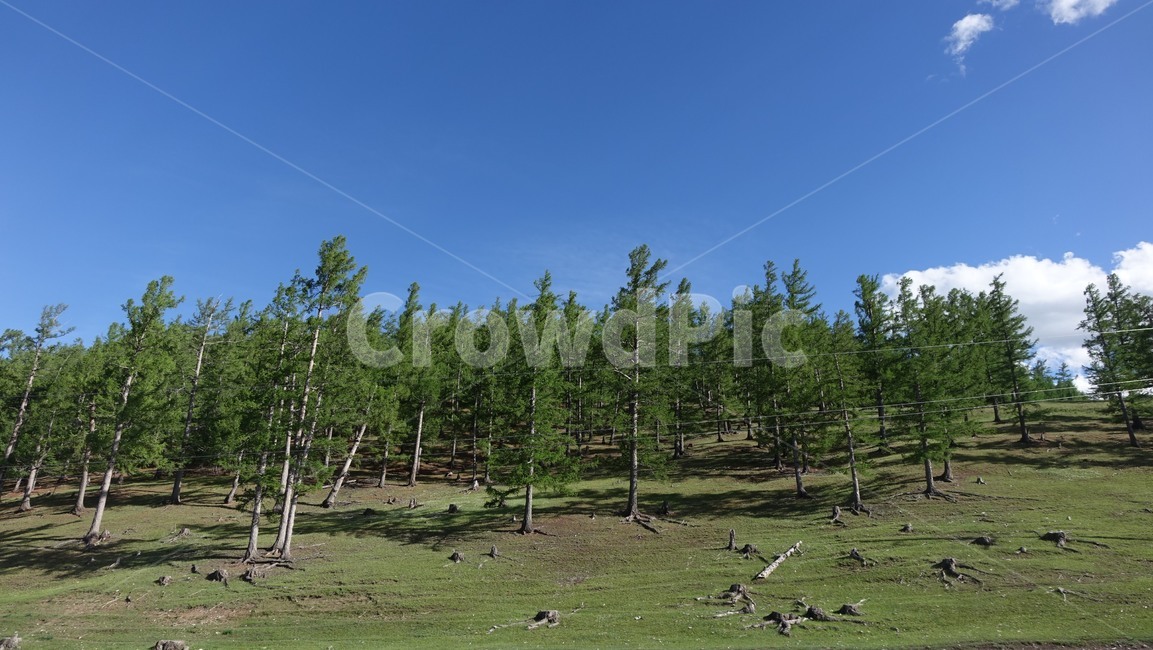 자연,blue,green,하늘,sky,벌판,초원,nature,field,몽골,몽고,MONGOLIA