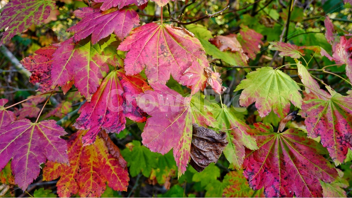 plant,leaf,tree,나무,가을단풍,식물,잎,가을,계절,fall,autumn,season,식물,자연,plants,nature