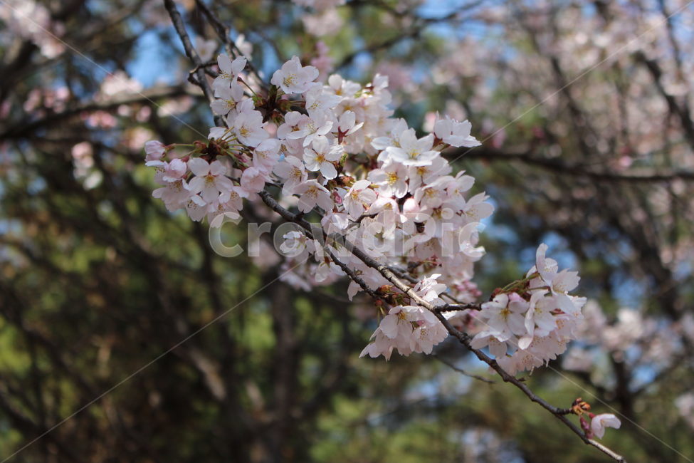 봄,벚꽃,식물,벚나무,spring,봄,계절,spring,season,plant,blossom,꽃,flower