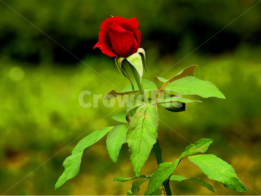 꽃,식물,자연,봄,계절,식물,자연,plants,nature,꽃,flower