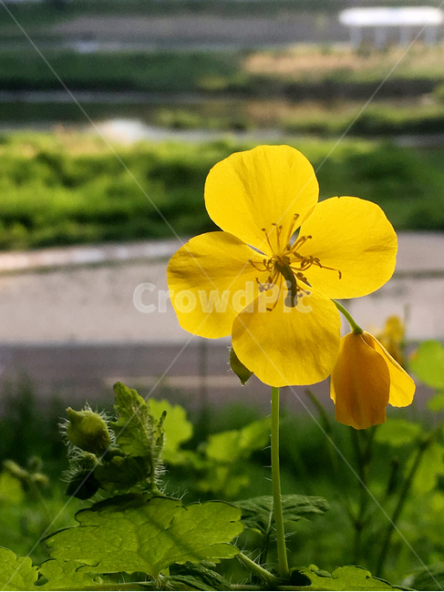 꽃,노란꽃,식물,자연풍경,봄,식물,자연,plants,nature,꽃,flower