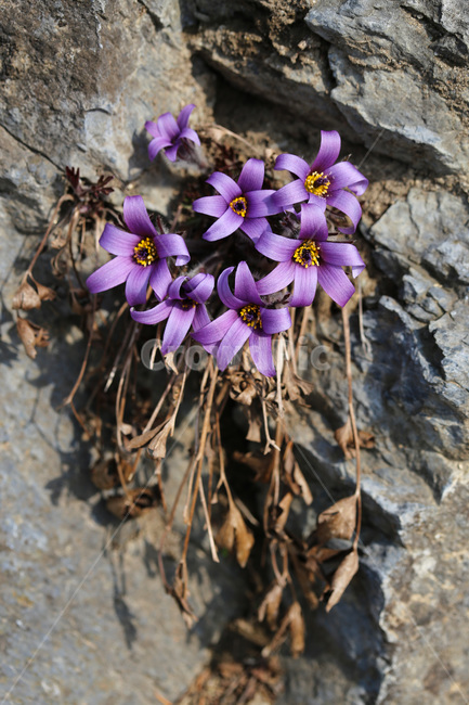 동강할미꽃,정선,절벽,동강,축제,야생화,flower