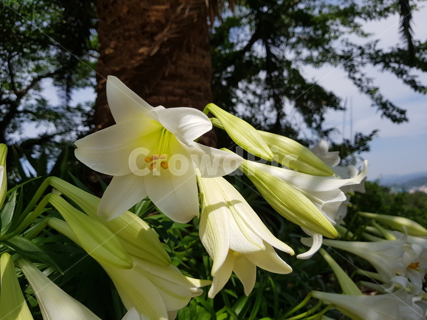 백합,lily,식물,plants,flower,자연,꽃