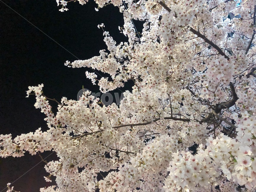 벚꽃,봄꽃,밤,밤하늘,꽃,blossom,flower,봄,계절,spring,season,야경,밤,풍경,nightscape,night,landscape
