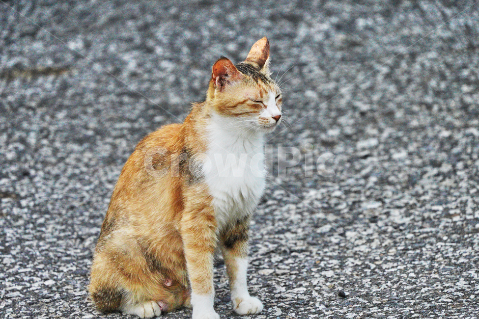 고양이,졸림,휴식,길고양이,야옹이,길냥이,동물,animal,포유류,mammal,고양이,cat,kitten,kitty