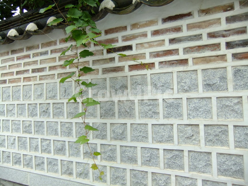 한옥,담벼락,초록,잎,자연,풍경,식물,건축물,건물외관,exterior,building,structure,architecture,construction