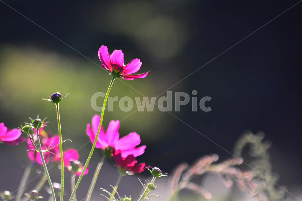 코스모스,가을꽃,진분홍색,꽃,야생화,9월,10월,식물,초본,autumn,fall,flowers,beautiful,macro,colseup,마크로,클로즈업,접사,분위기,감성,느낌,필,feeling,emotion,sensible,가을이미지,cosmos,식물,자연,plants,nature,꽃,flower