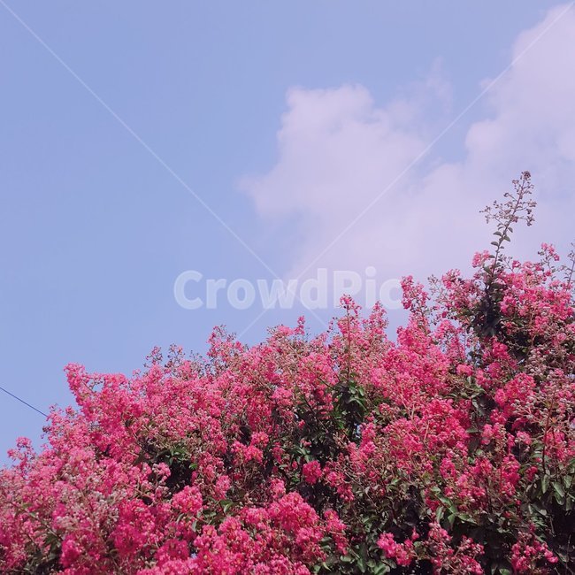 봄,나무,봄나무,분위기,감성,꽃,꽃나무,자연,풍경,nature,landscape,plant,식물