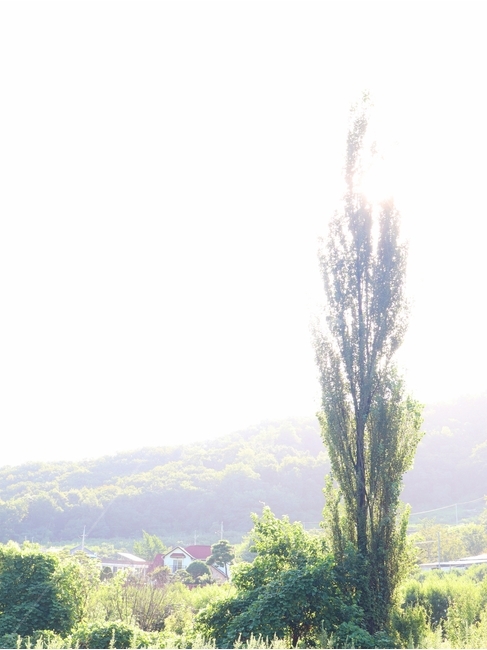 미루나무,여름,풍경,충북,음성,식물,자연,plants,nature,나무,trees,wood