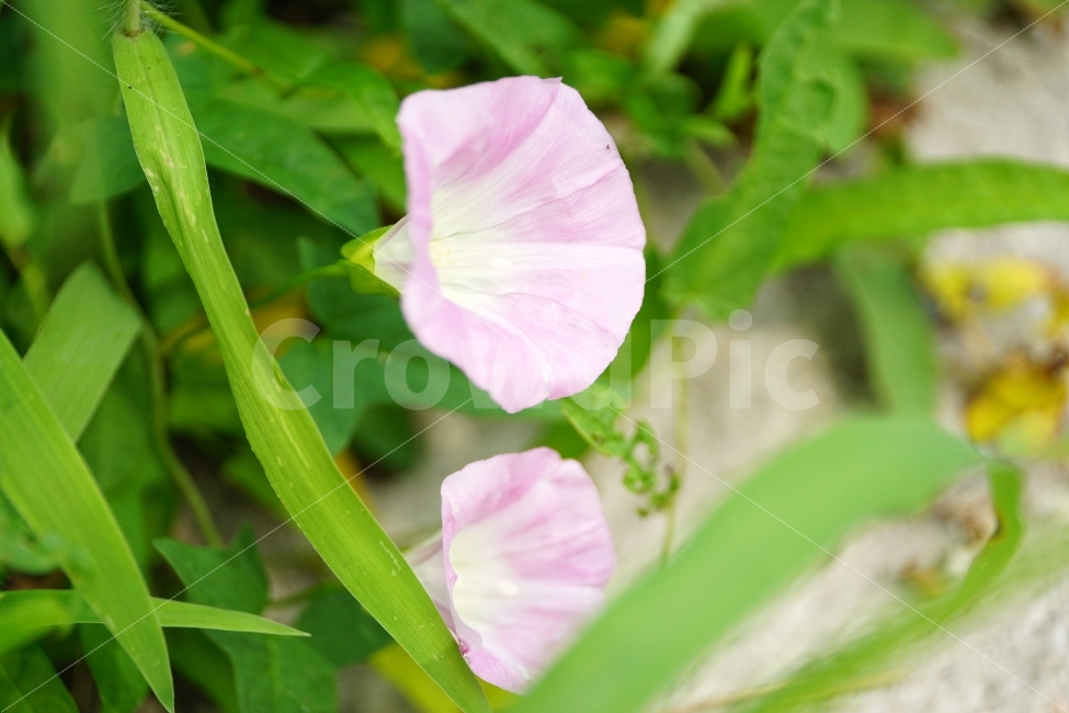 메꽃,꽃,플라워,식물,자연,이파리,flower,nature,풍경,landscape,힐링,힐링사진,감동,감동사진,꽃사진,느낌,분위기,feel,feeling,스냅,스냅사진,스넵,스넵사진,snap,snapshot,한국자연,한국의자연,plant,plants,여름꽃,꽃밭,화단,8월,August,여름,summer,계절,season,식물,자연,plants,nature,꽃,flower